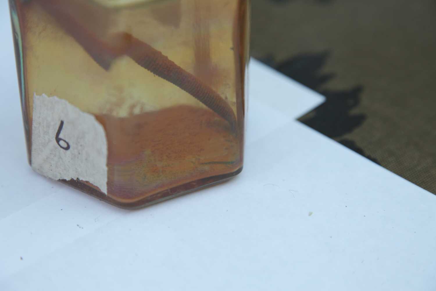 6- rusty bolt / perno oxidado (5 weeks / 5 semanas)
