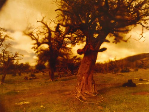 Photograph
