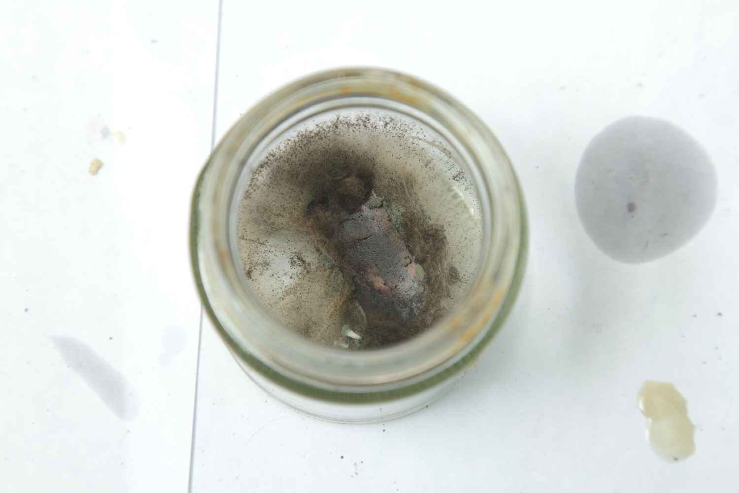 1B- rotten rice / arroz podrido (12 weeks / semanas)