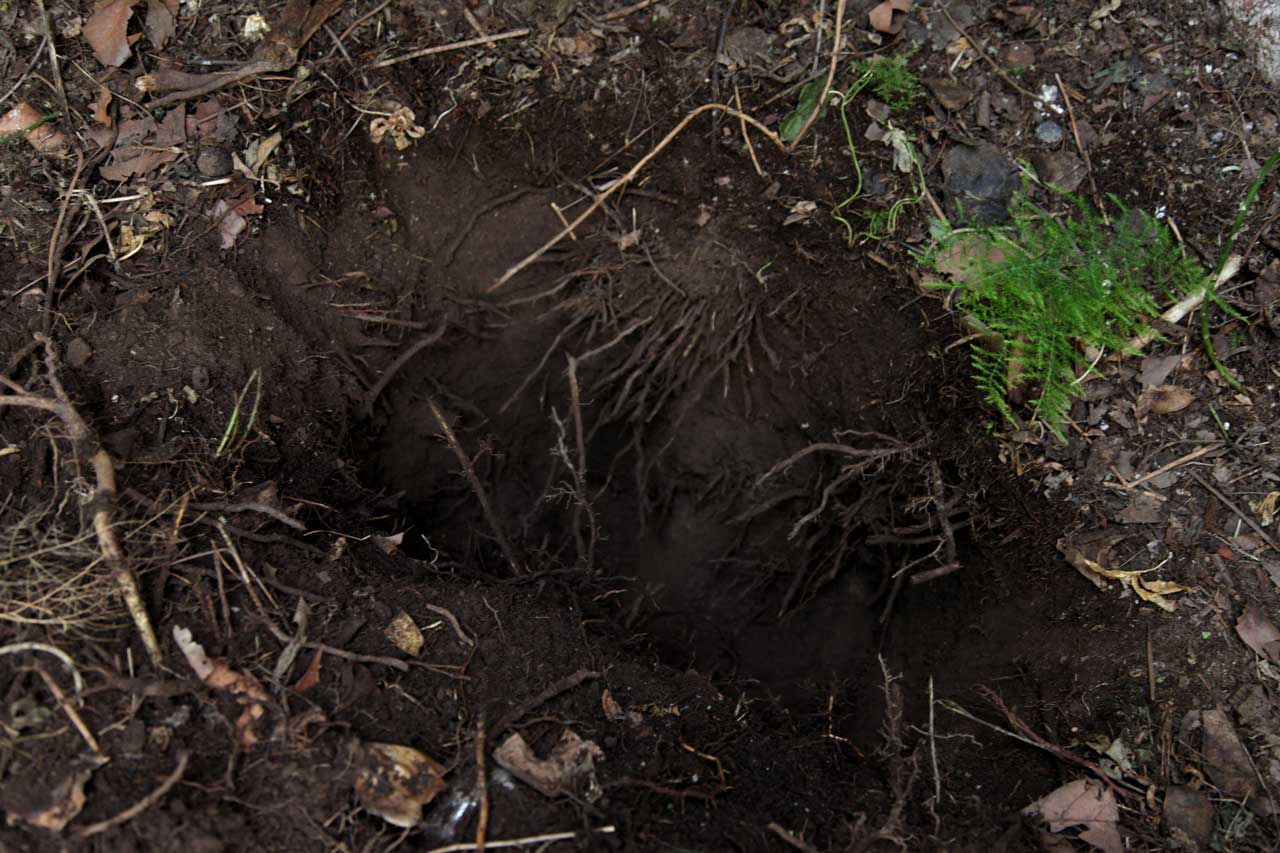 Burials 3,4,5 & 6 (March 2012)