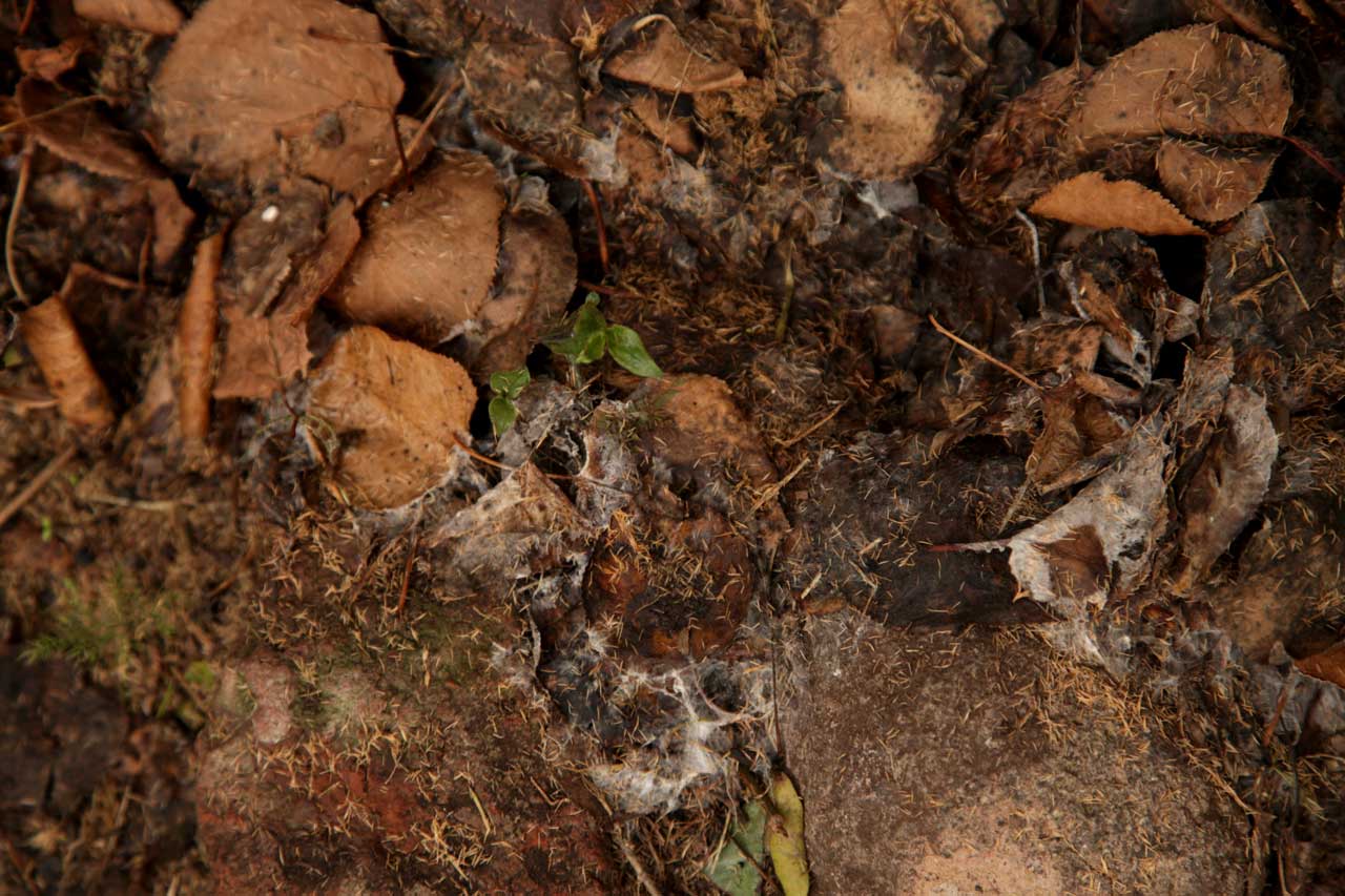 (2) Burials; June 2011