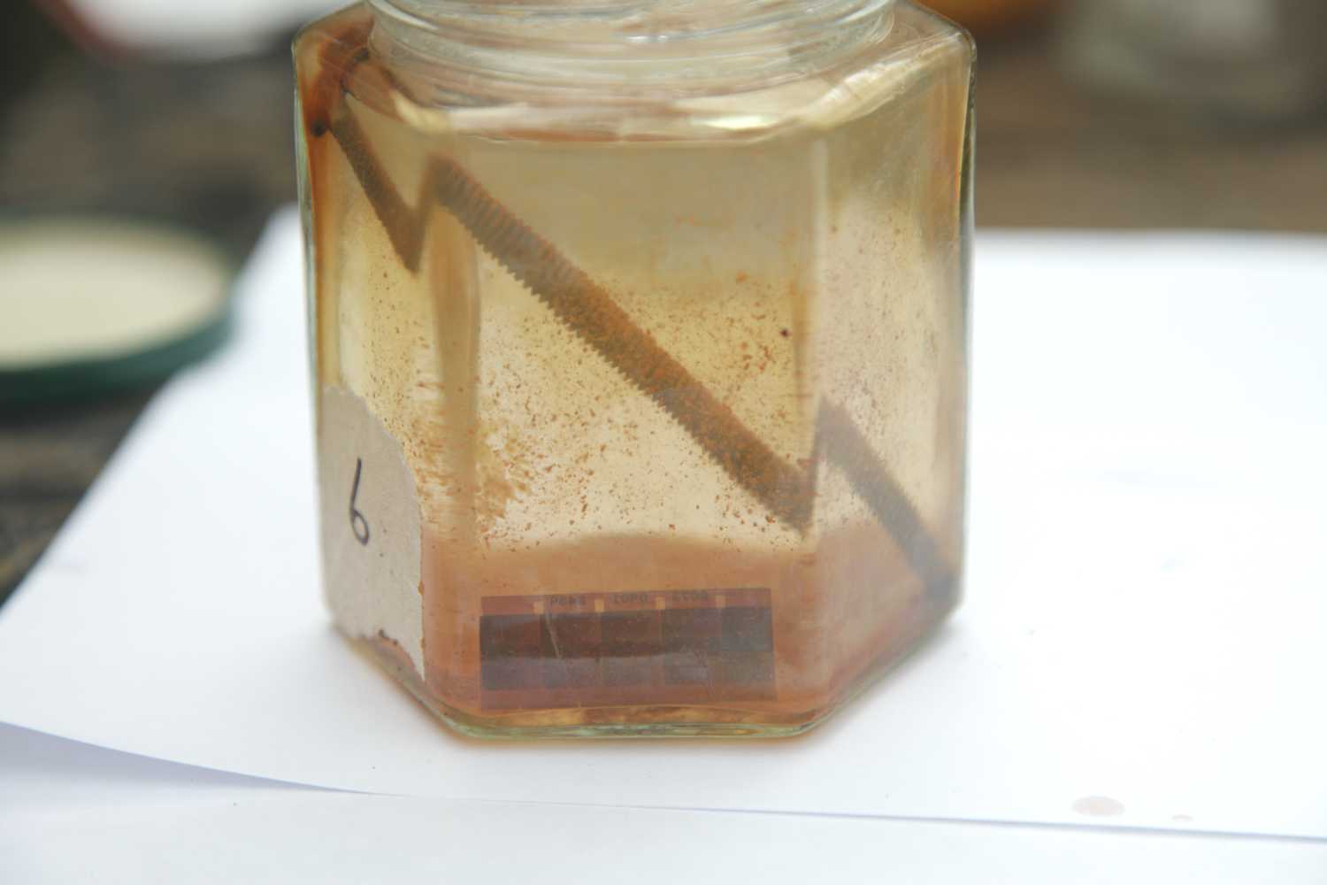 6- rusty bolt / perno oxidado (2 weeks / semanas)