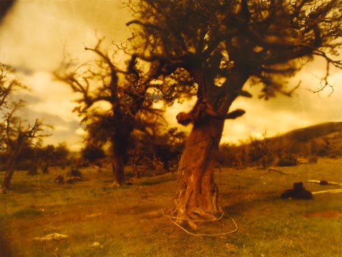 Photograph
