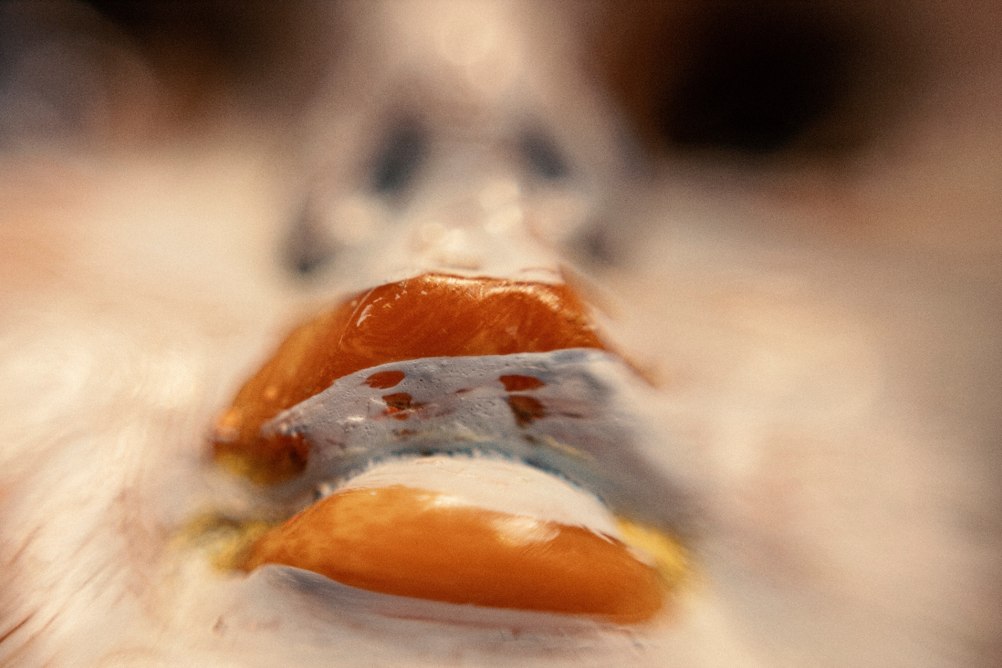 Merrimundi — making the film, photograph 14